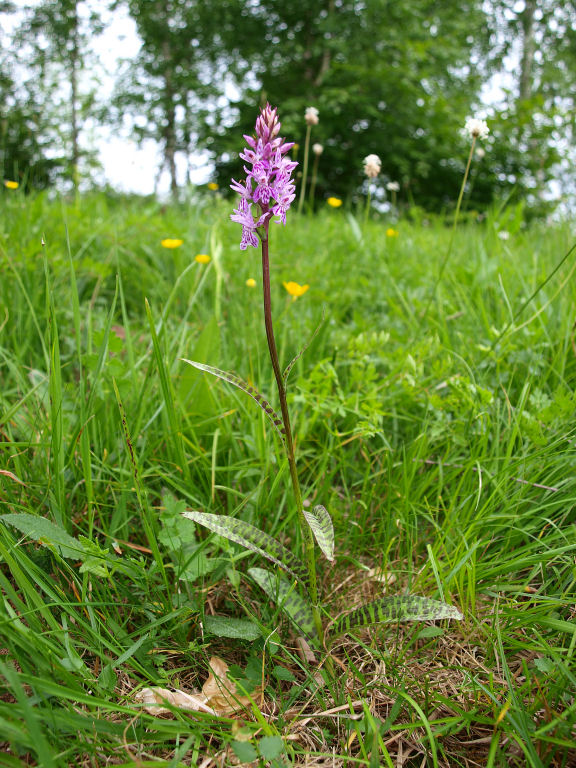 Dubbi du due orchidee